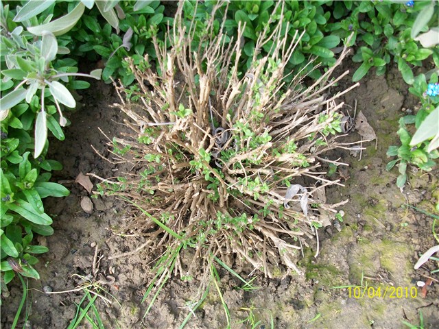 lavanda - lat. lavandula